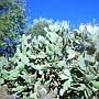 des figues de barbarie qui poussent sur les cactus